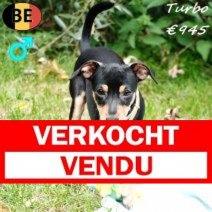 Pinscher Turbo 040525 M(BE6791) 160925 Verkocht - Vendu.jpg