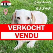 Teckel Caramel 040425 F(HU3268) 011025 verkocht - vendu.jpg