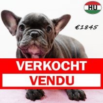 Franse Bulldog 190525 F(HU3344) 170925 Verkocht - Vendu.jpg