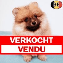Keesje 190725 M(BE4246) 190925. Verkocht - Vendu.jpg