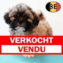Shih Tzu 310725 M (BE7025) 260925 Verkocht - Vendu.jpg