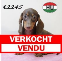 Teckel 060425 F (HU3267) 300725 Verkocht - Vendu.jpg