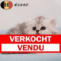 Britse Langhaar 180725 (mannelijke kitten 2) 100925 Verkocht - Vendu.jpg