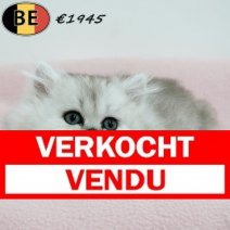 Britse Langhaar 180725 (vrouwelijke kitten 2) 100925 Verkocht - Vendu.jpg