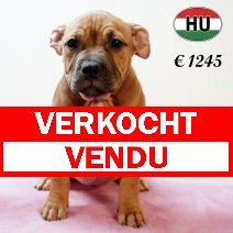 American Bully 020625 F (HU3352) 170925 verkocht - vendu.jpg