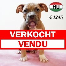 American Bully 020625 F (HU3351) 170925 verkocht - vendu.jpg