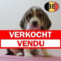 Beagle 150725 F(BE0933) 230925 verkocht - vendu.jpg
