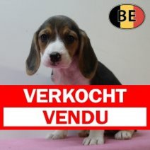 Beagle 150725 F(BE0906) 230925 Verkocht - Vendu.jpg