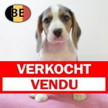 Beagle 150725 F(BE0929) 011025 Verkocht - Vendu.jpg