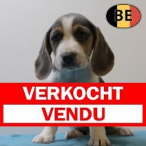Beagle 150725 M(BE0921) 230925 Verkocht - Vendu.jpg