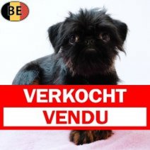 Belgische Griffon 240525 F(BE3592) 140925 Verkocht - Vendu.jpg