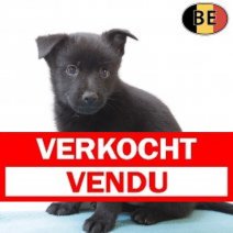 Schipperke 110725 M(BE6660) 050925 Verkocht - Vendu.jpg