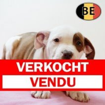American Staffordshire Terrier 270725 F (BE0819) 260925 Verkocht - Vendu.jpg