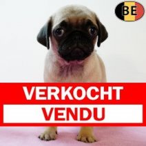 Mops 300625 F(BE5114) 030925 Verkocht - Vendu.jpg