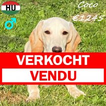 Teckel Coco 040425 M(HU3271) 011025 verkocht - vendu.jpg