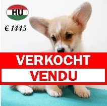 Welsh Corgi 020625 M (HU3415) 170925 verkocht - vendu.jpg