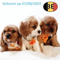 Cavalier King Charles 070825 -081025.JPG