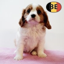Cavalier King Charles 070825 F(BE4229) 081025.JPG