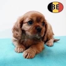 Cavalier King Charles 070825 M(BE5205) 081025.JPG