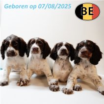 Springer Spaniel 070825 081025.JPG