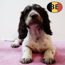Springer Spaniel 070825 F(BE0751) 081025.JPG
