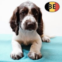 Springer Spaniel 070825 M(BE0840) 081025.JPG