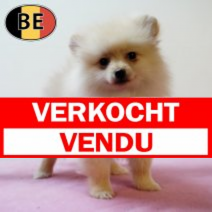 Keesje 25062025 F (BE4659) 28082025.verkocht.png