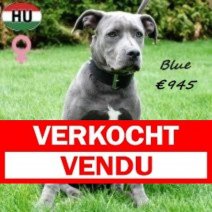 American Staffordshire Terrier 080425 F(HU1313) 240925 Verkocht - Vendu.jpg