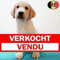 Labrador 160725 M(BE1812) 170925 Verkocht - Vendu.jpg