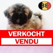 Shih Tzu 310725 F(BE7026) 260925 Verkocht - Vendu.jpg