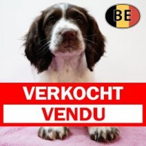 Springer Spaniel 070825 F(BE0752) 081025 Verkocht - Vendu.jpg