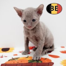 Cornish Rex 100925 M (BE)101025 (2).JPG