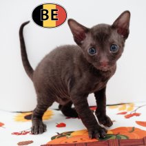 Cornish Rex 100925 M (BE)101025 (3).JPG