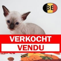 Cornish Rex 100925 M (BE)101025 (1) Verkocht - Vendu.jpg