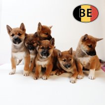 Shiba Inu 140825 - 101025.JPG
