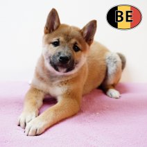 Shiba Inu 140825 F (BE0781) 101025.JPG