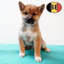 Shiba Inu 140825 M (BE0765) 101025.JPG