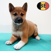 Shiba Inu 140825 M (BE0773) 101025.JPG