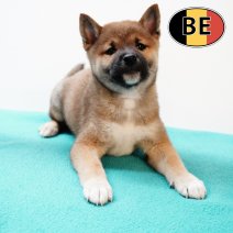 Shiba Inu 140825 M (BE0796) 101025.JPG