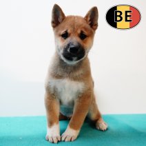 Shiba Inu 140825 M (BE0806) 101025.JPG