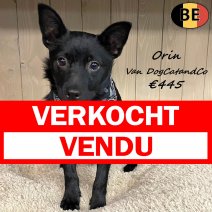 Schipperke Orin van DogCatandCo (stamboom) 120525 M(BE6876) 030825 verkocht - vendu.jpg