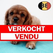 Cavalier King Charles 070825 M(BE4864) 081025 verkocht - vendu.jpg
