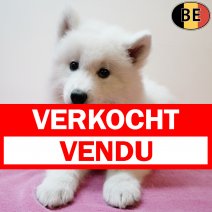 Samojeed 020825 F(BE3936) 031025 verkocht - vendu.jpg