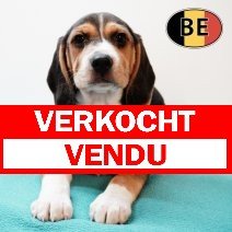 Beagle 310725 M(BE0912) 260925 verkocht - vendu.jpg