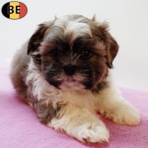 Lhasa Apso 130825 F(BE0877) 111025.jpg