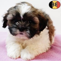 Lhasa Apso 130825 F(BE0745) 111025.jpg