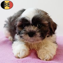 Lhasa Apso 130825 F(BE0869) 111025.jpg