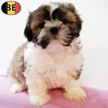 Lhasa Apso 130825 F(BE0837) 111025.jpg