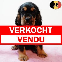 Engelse Cocker 060825 F(BE4910) 031025 verkocht - vendu.jpg