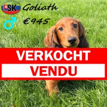 Teckel Langhaar Goliath 280325 M(SK5995) 290925 verkocht - vendu.jpg
